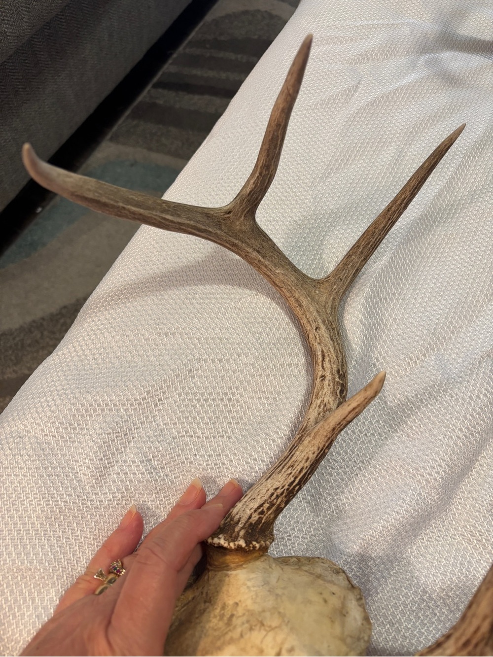 Texas White Tail Deer Antlers - Picture 3 of 10